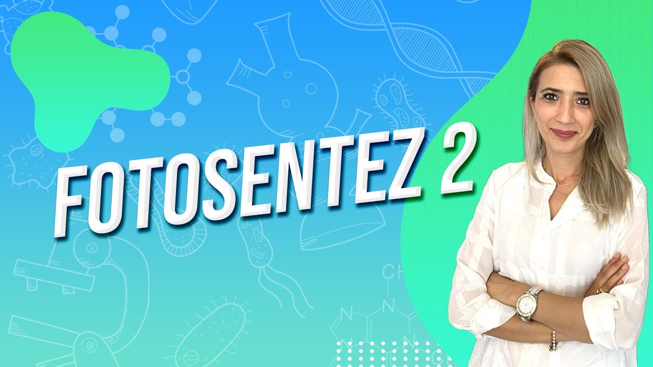 FOTOSENTEZ 2 | Seda Hoca Biyoloji 🧬