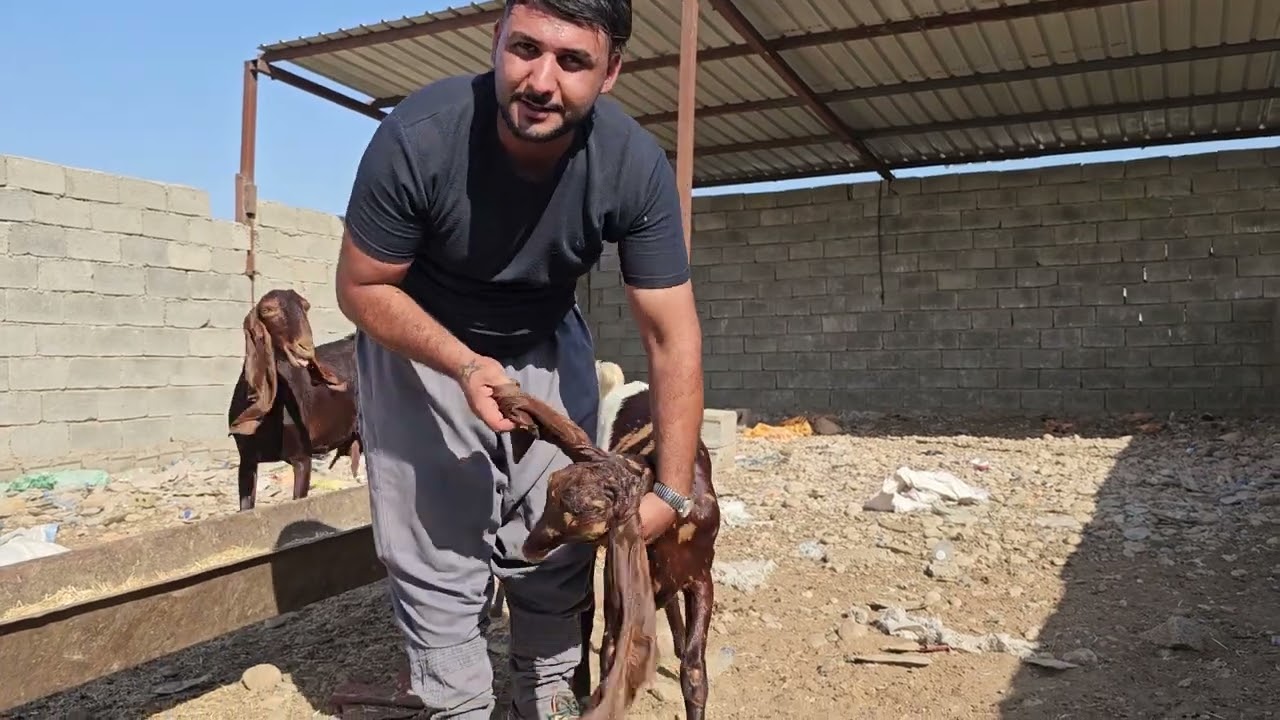 #سوق_المواشي_في محافظة ديالى