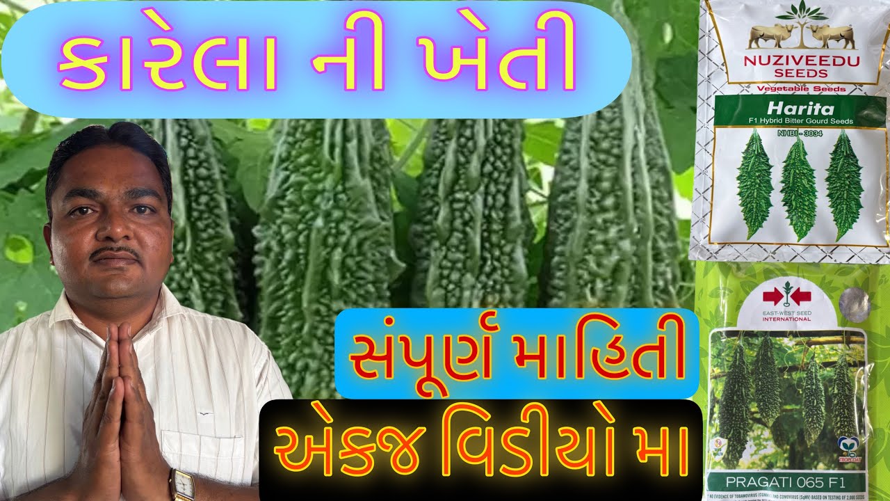 કારેલા | ખેતી | સંપૂર્ણ માહીતી | બિયારણ | bittergourd | karela | best seeds| farming