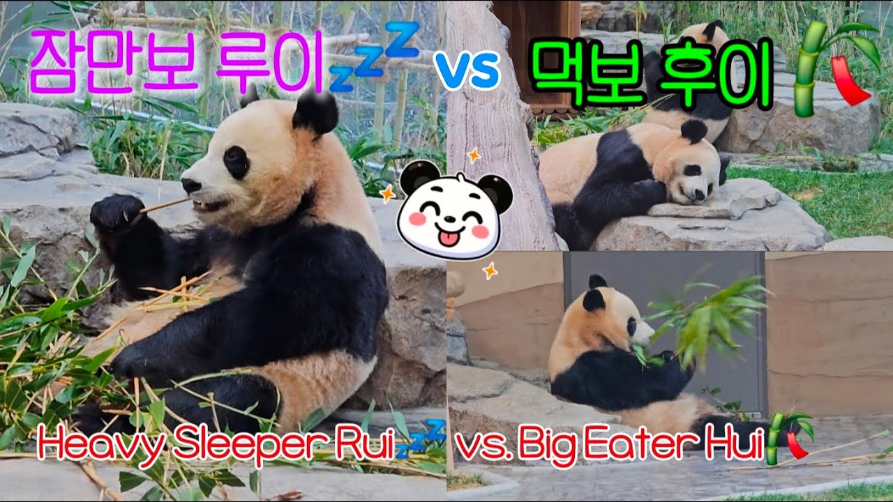 [ep.67]탐색 뒤엔 꿀잠이 국룰! 기절하듯 자고 일어나 다시 시작된 후이의 마감 먹방 Hui: Explore, Sleep, Feast!#루후자매 #평화로운일상 #Ruibao