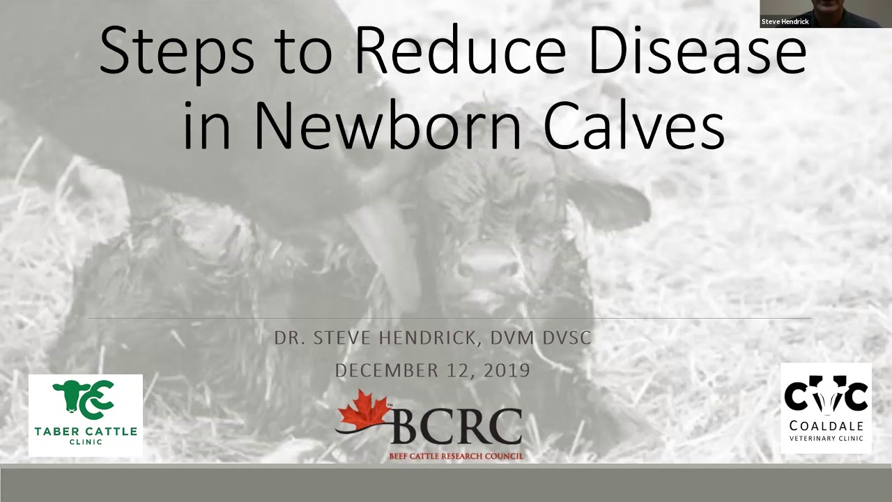 Steps to Reduce Disease in Newborn Calves Webinar