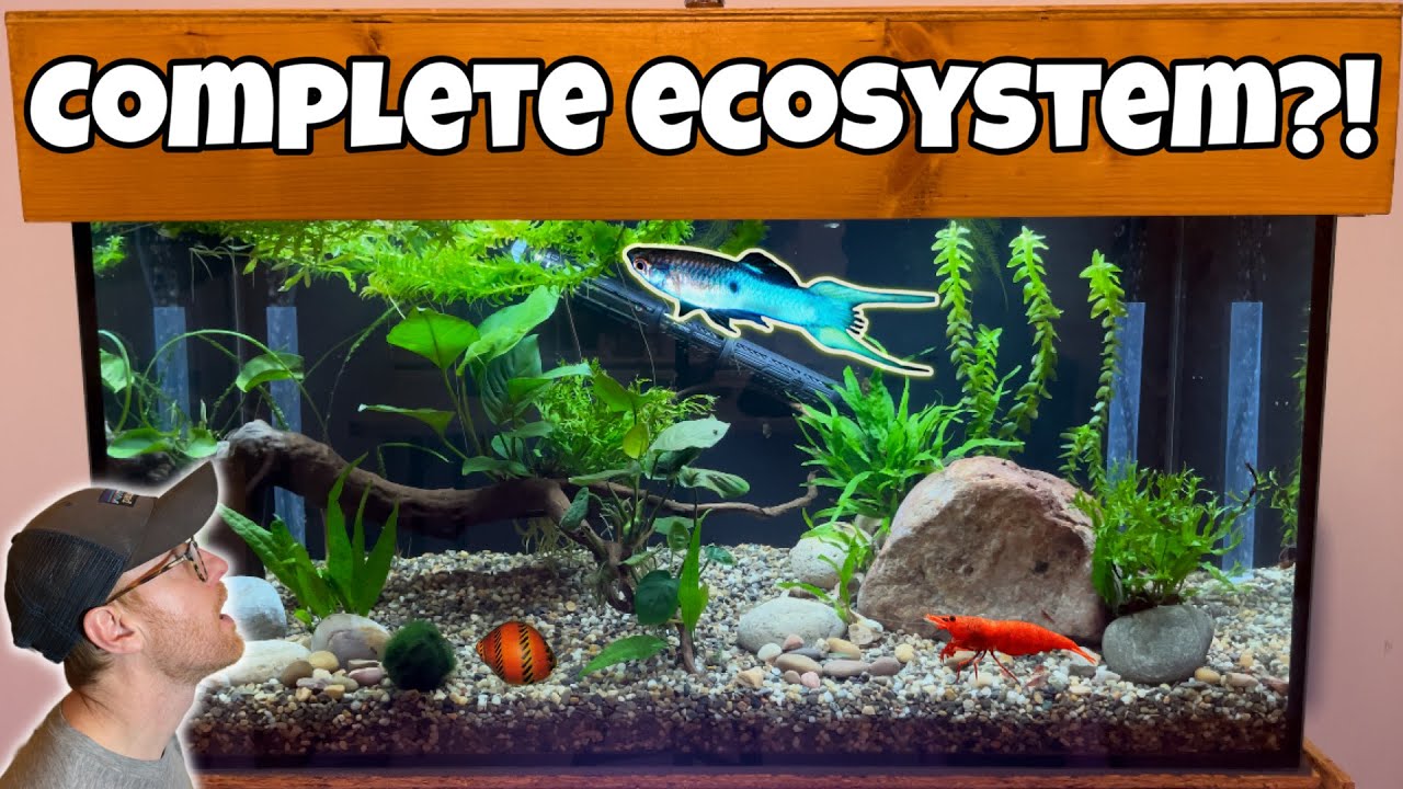 Adding Fish and Shrimp to complete the ECOSYSTEM!