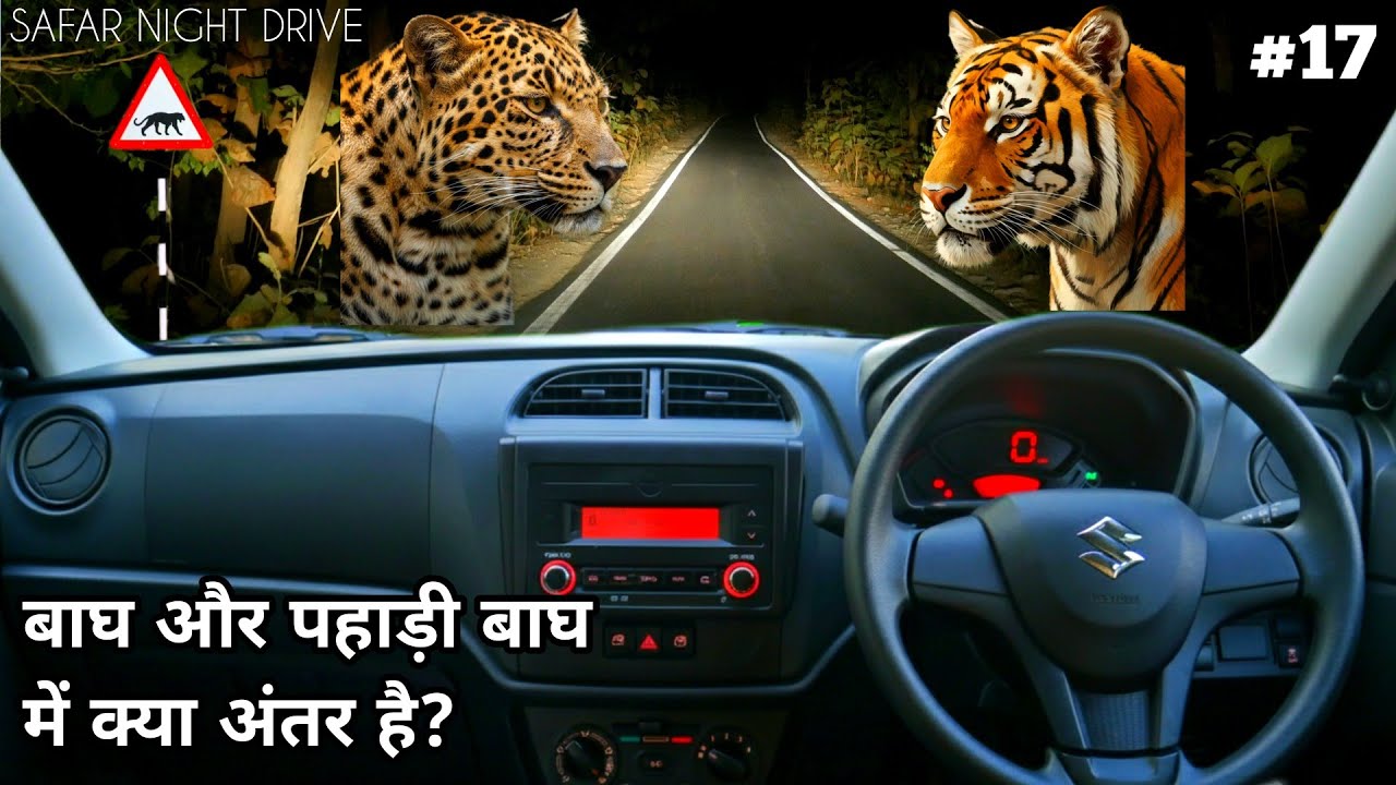Safar Night drive | Tiger Vs Leopard At Night Drive | 4k video in hindi