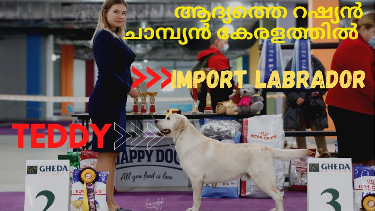 My First Import Labrador |Russian Champion |Dog Show Winner |