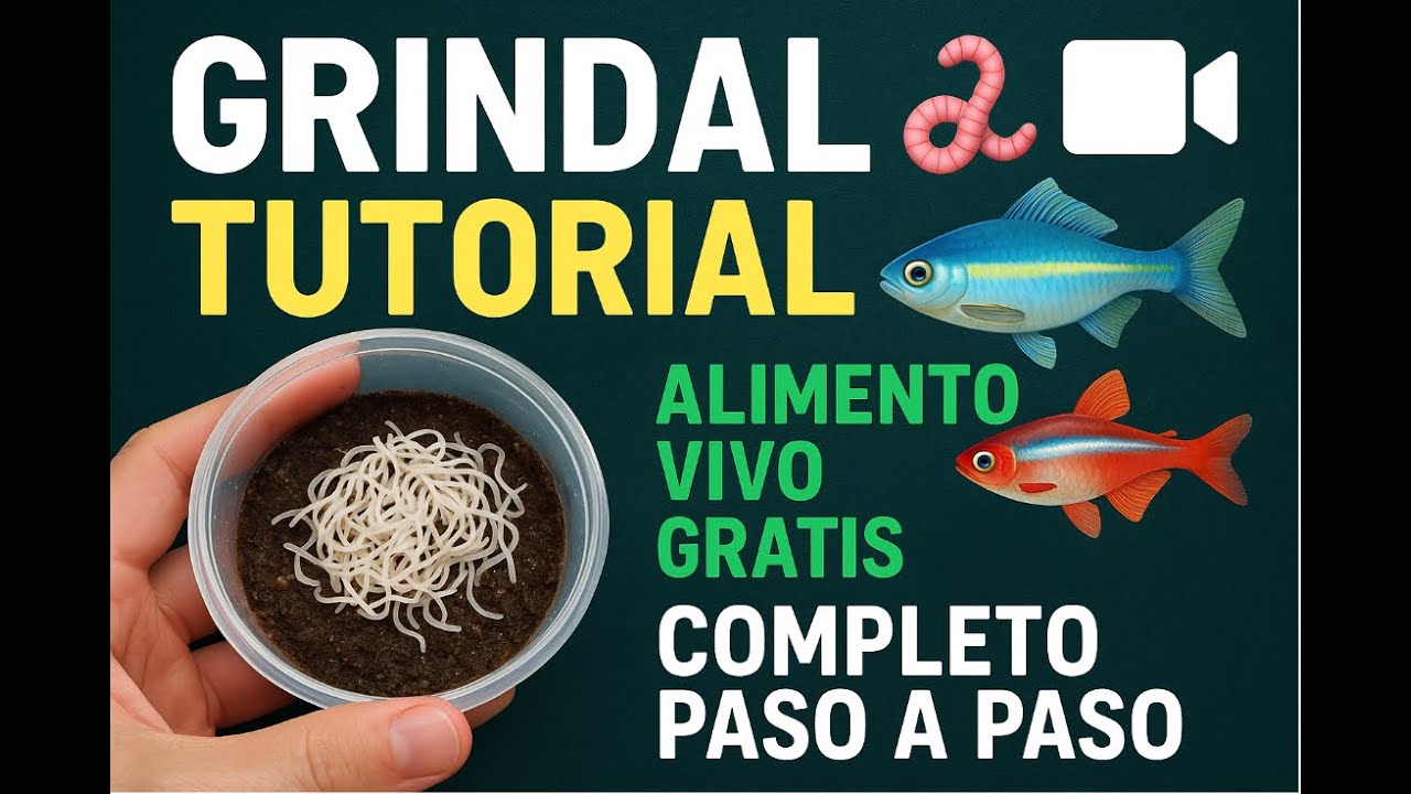 GRINDAL 🪱 TUTORIAL 🎥 Alimento vivo GRATIS 🐠 completo paso a paso.