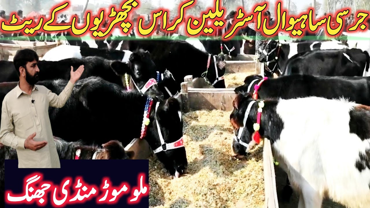 Friesian Australian Jersey Sahiwal Cross Bachrian Hiefers Mallumor Jhang || Global Village Farming