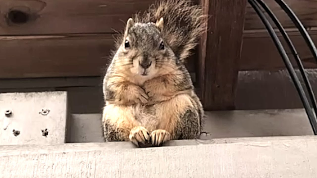 Squirrel gets woman to babysit her kids
