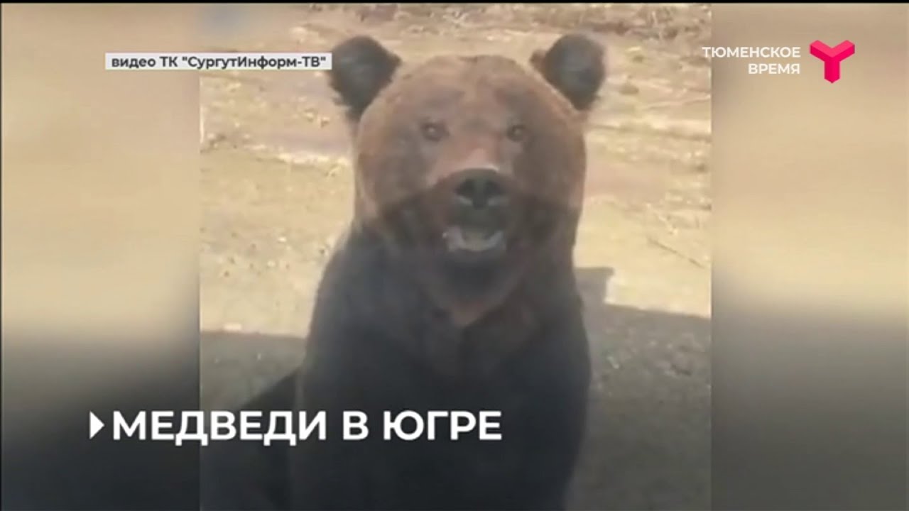 МЕДВЕДИ В ЮГРЕ