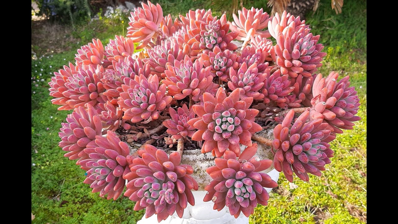 Graptosedum francesco baldi VERMELHO,  será  mutaçao??