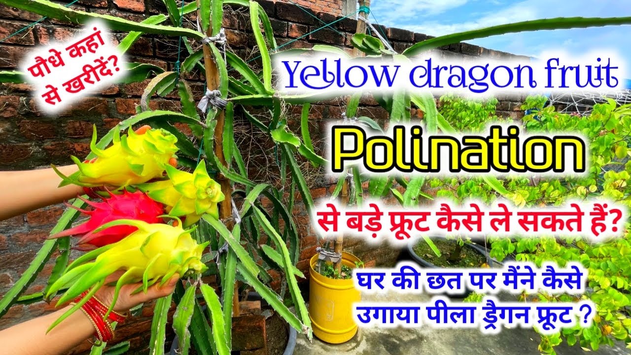Israel Gold/Yellow Dragon fruit  पे आसानी से फल कैसे प्राप्त करें? paudhe kaha se kharedein?