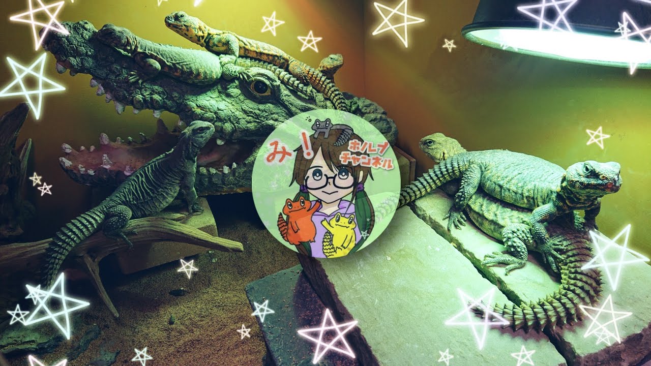 【大公開！】ホノレプ家のトゲオアガマ【大集合！】