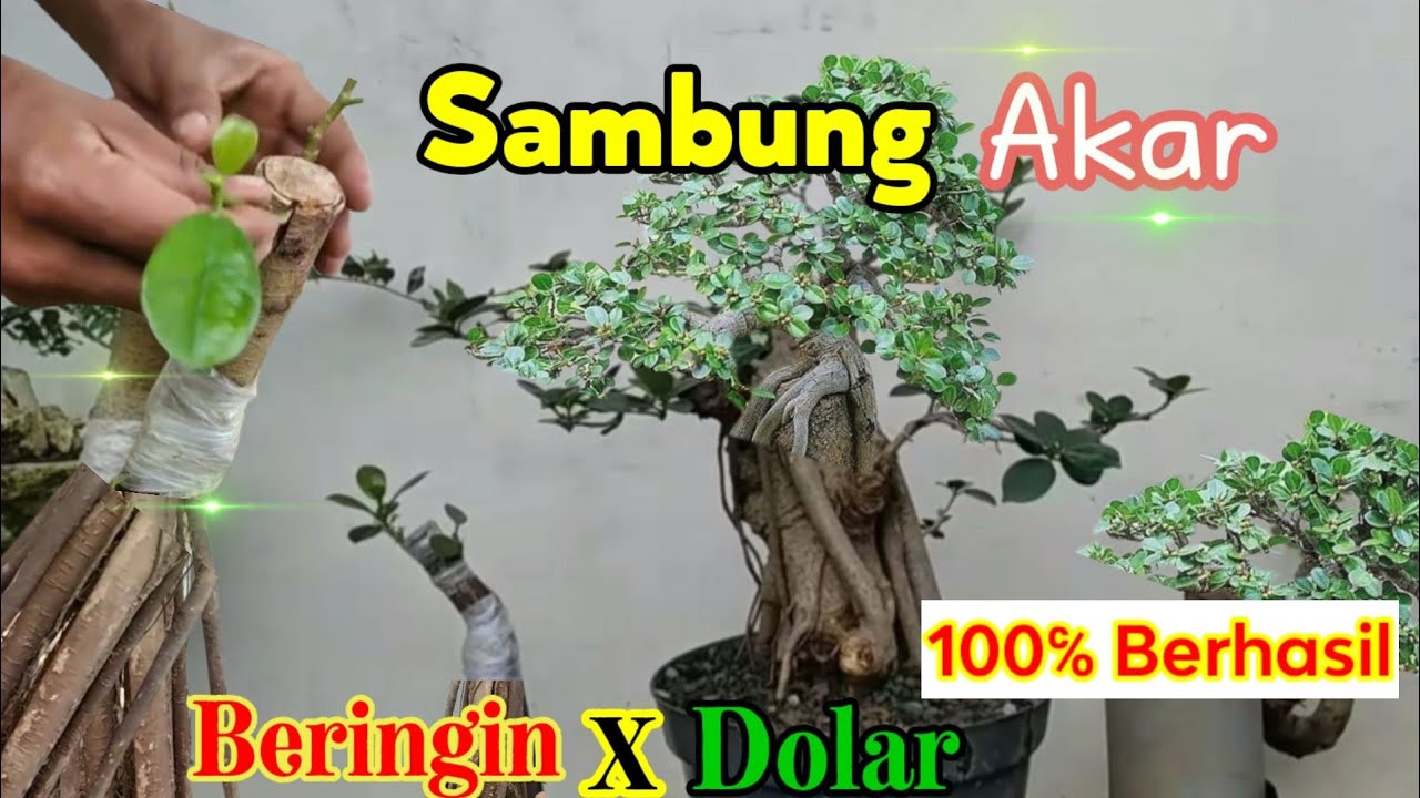 Cara Mudah Stek Dan Menyambung Akar Beringin Dengan Dolar Anti Gagal