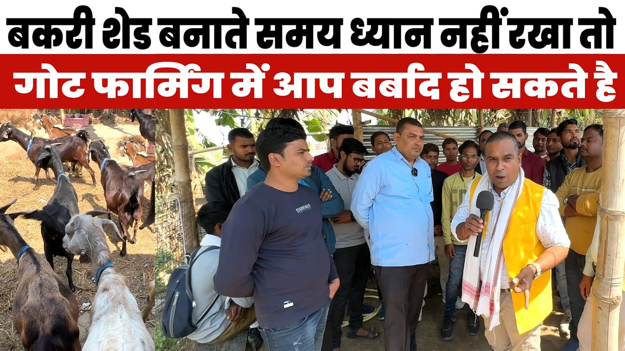 Goat Shed Design करते समय ध्यान नहीं रखा तो Goat Farming Business में आप बर्बाद हो सकते है #goatshed