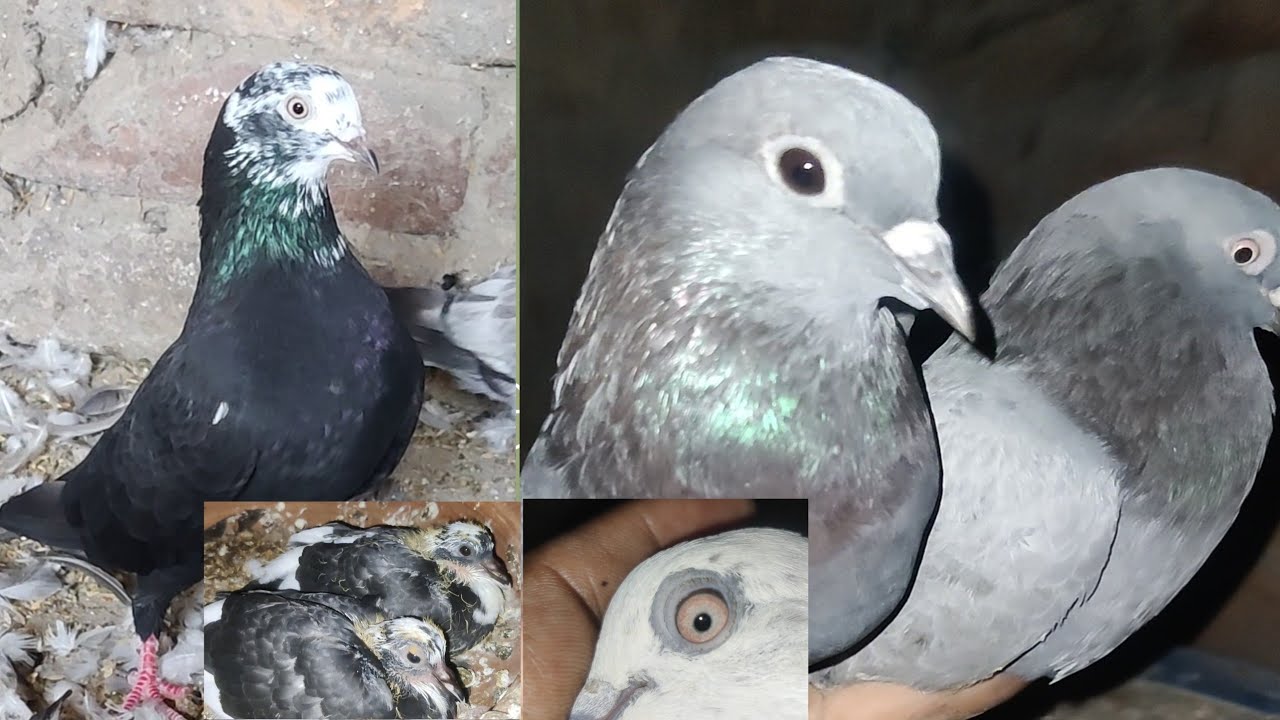 ৫ টা কবুতর  কম দামে কিনলাম@rajshahipigeonslover9582 
