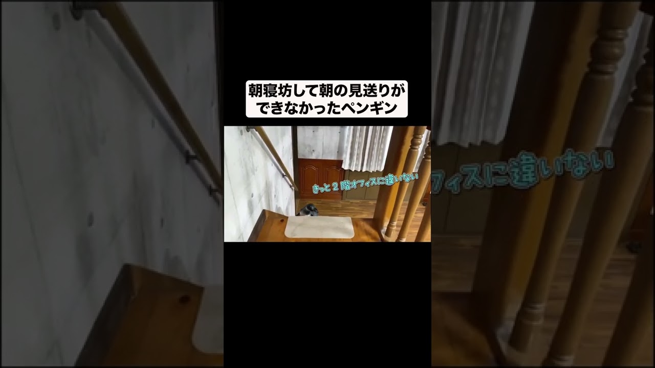 悲しい末路：朝寝坊したペンギン。。。#shorts