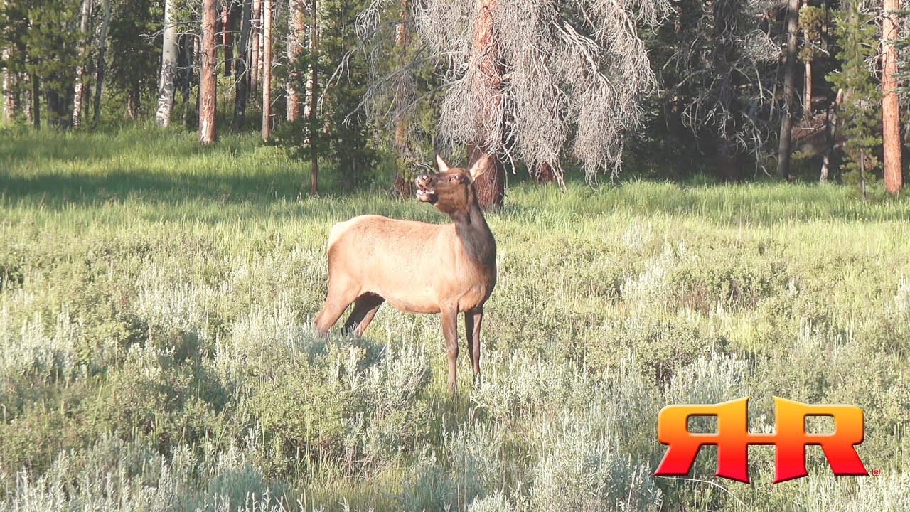 Cow Elk Bugling, 