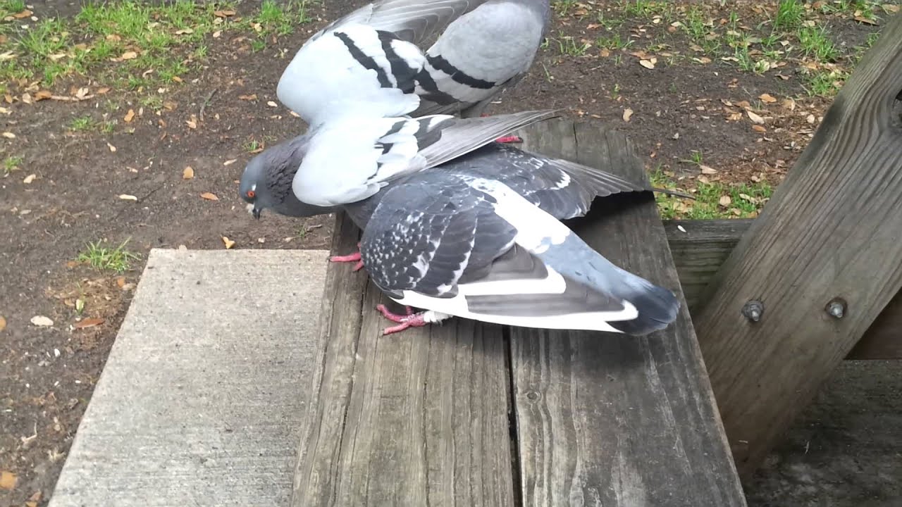 Pigeon fight. 1