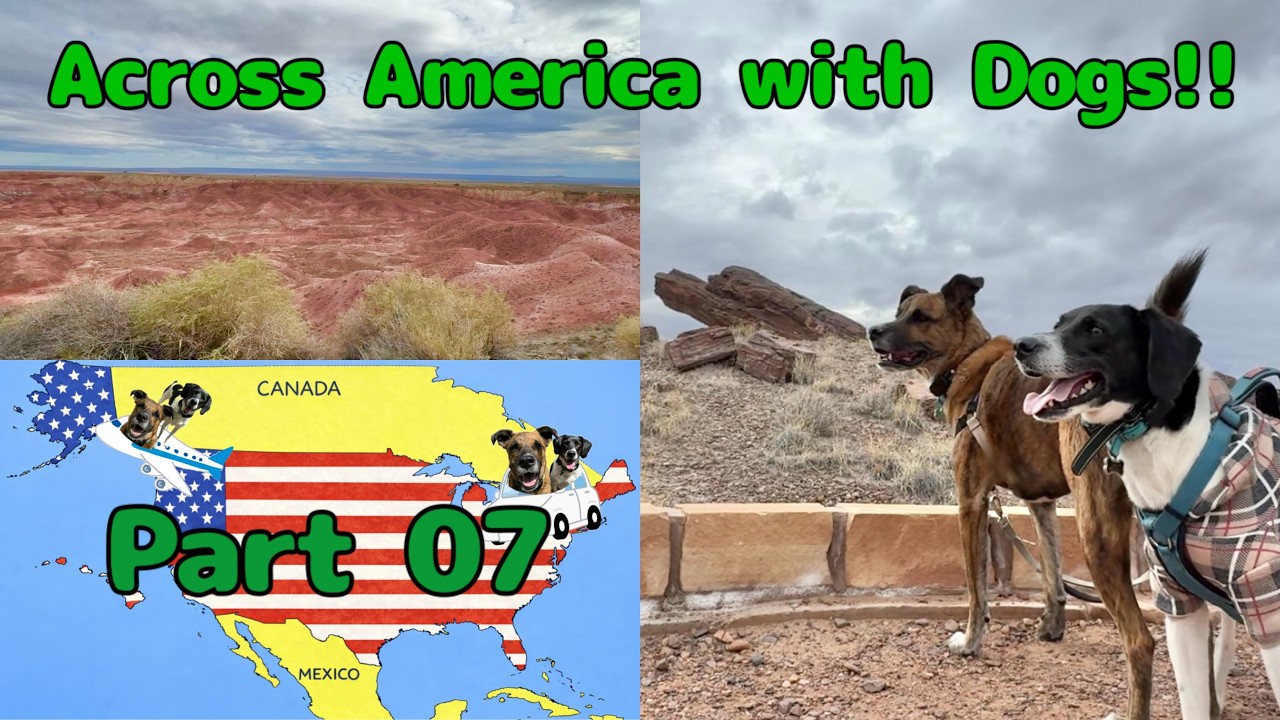 🐶Across America with Dogs🐶🇺🇸Part 07 | New Mexico - Arizona | Petrified Forest National Park |Vlog