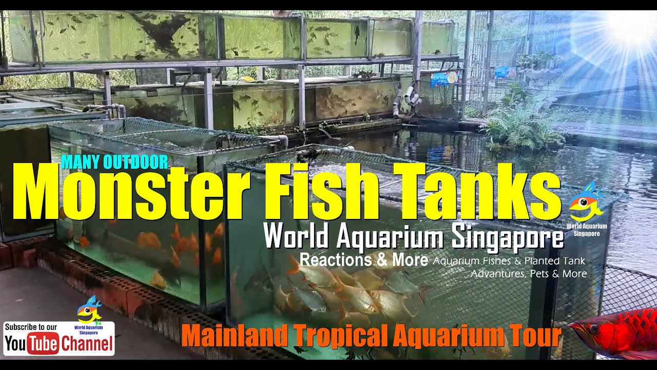 Many Outdoor Monster Aquarium Fish Tanks from Mainland Tropical Fish Farm - Aquarium Shop Singapore