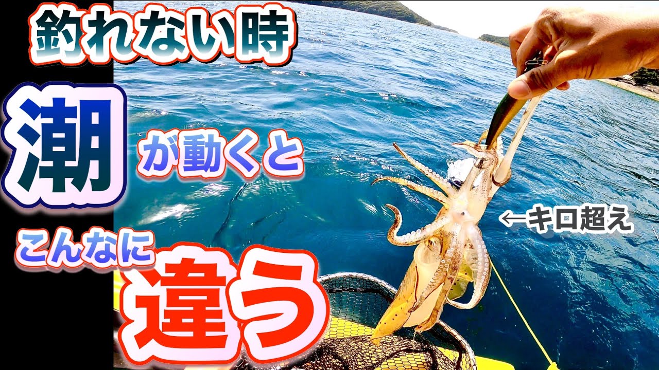 爆釣！春イカティップラン！潮具合は大事！
