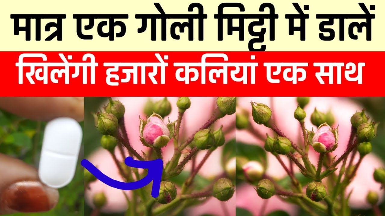गर्मी आने से पहले गुलाब गुड़हल मोगरा सभीमें डालें यह टैबलेट!जबरदस्तflowering मंहगे खाद की जरूरत नहीं