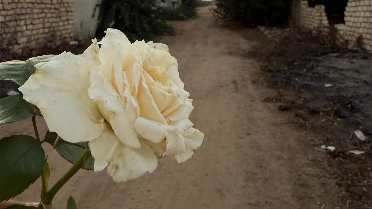 حسبي الله فيكي ايه الشماته دي