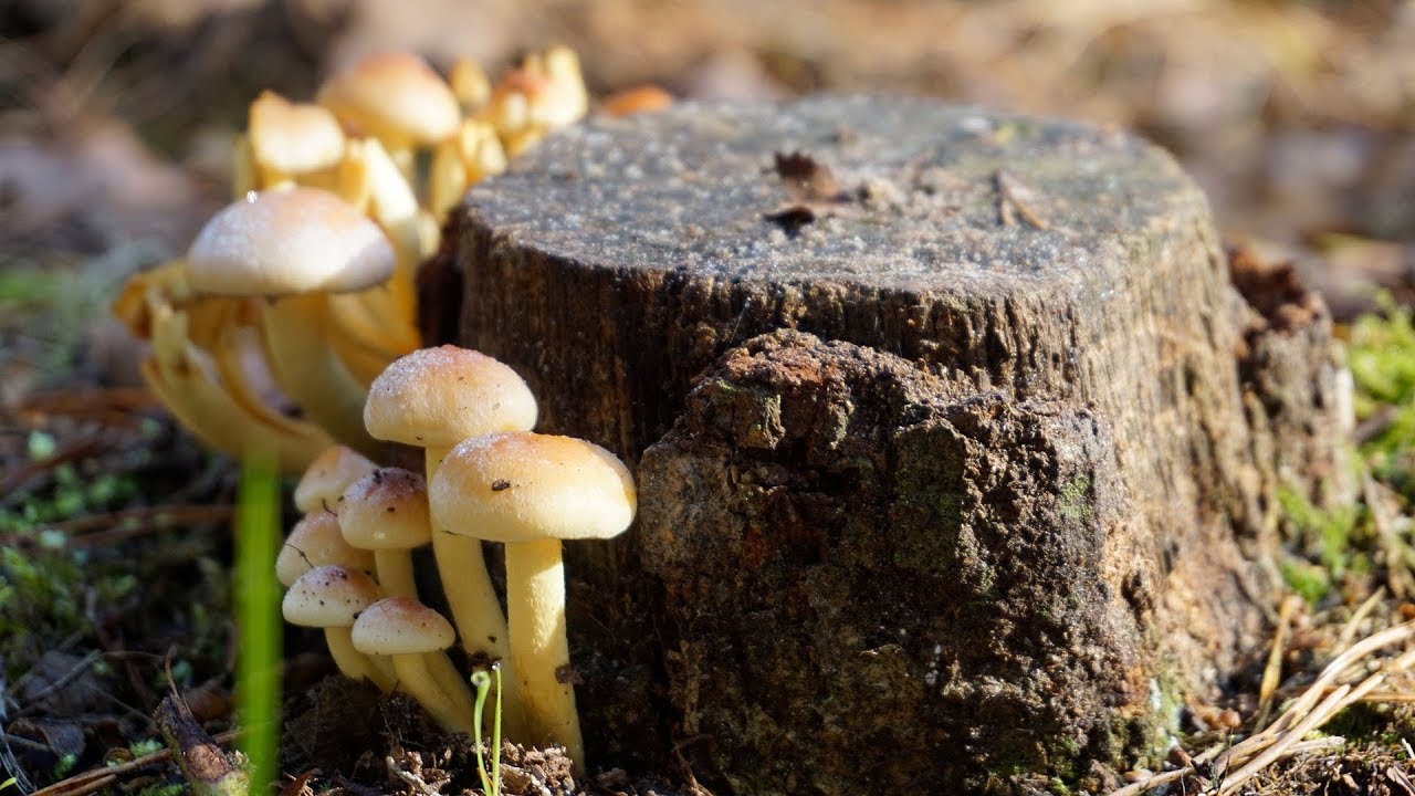 De Kaapse Bossen (sfeervideo 4K) -Seizoen 1