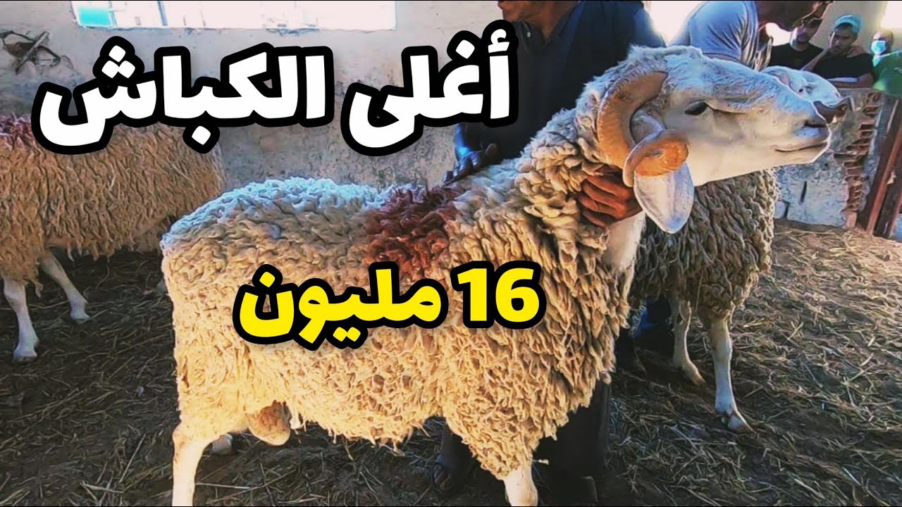 أكبر وأغلى الكباش في عيد الأضحى بسوق الحراش 