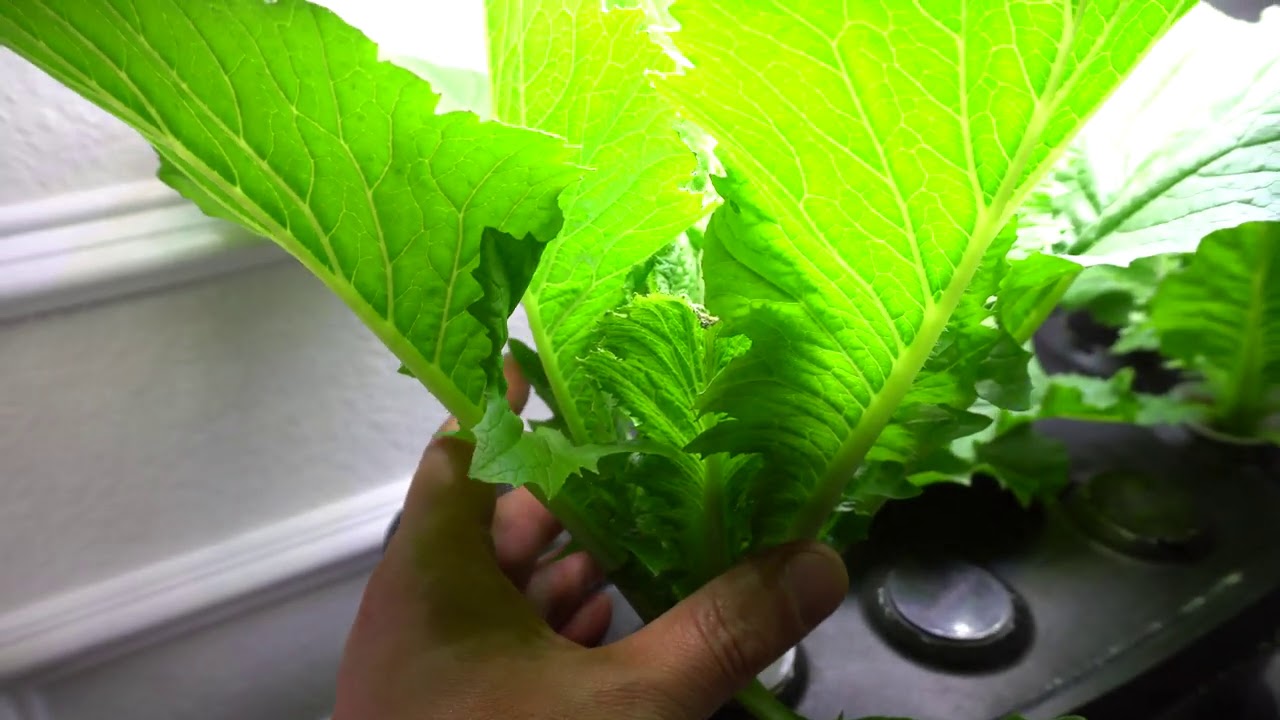 AeroGarden Hydroponic — выращивание и клонирование китайской капусты