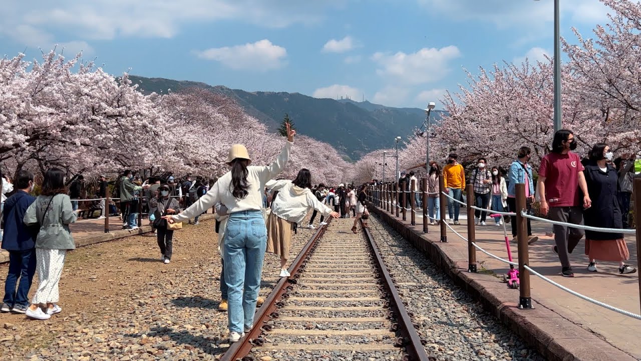 [4K] 진해는 벚꽃이 절정! 벚꽃명소 진해 경화역 주말풍경 워킹투어