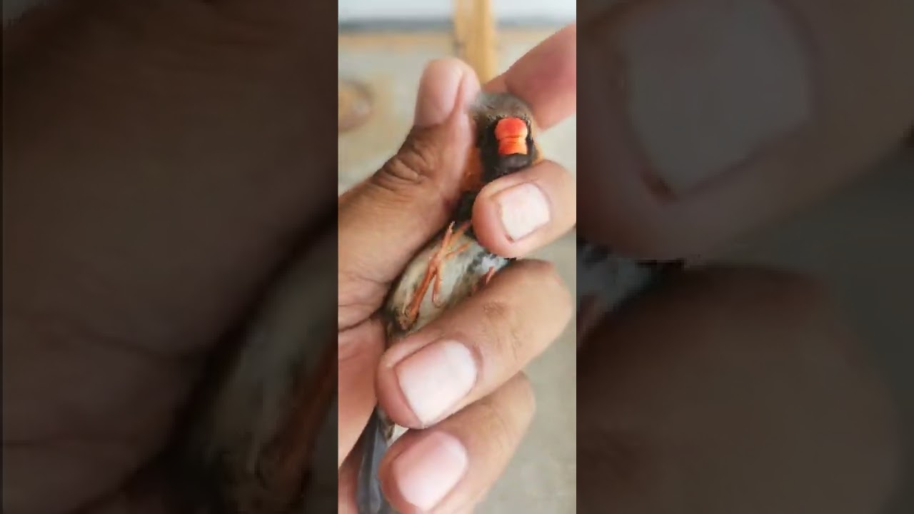 Black Face Zebra Finch  Finches | Pets | Zebra Mutation Finches | Birds are beautiful
