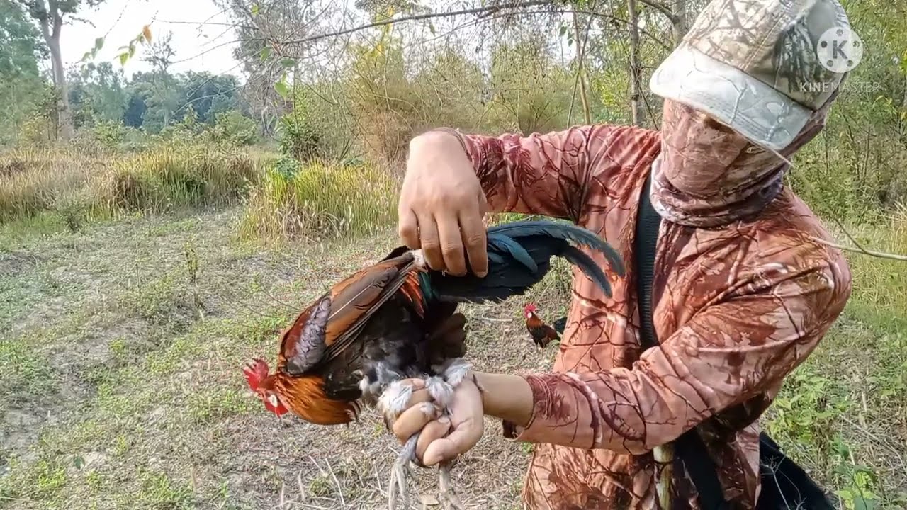 ต่อไก่ป่าep30#ต่อไก่ท้ายฤดูกาลหมานเมือนเดิม ดูลักษณะไก่ปา ปล่อยคืนสู่ธรรมชาติ[วิถีคนดง]