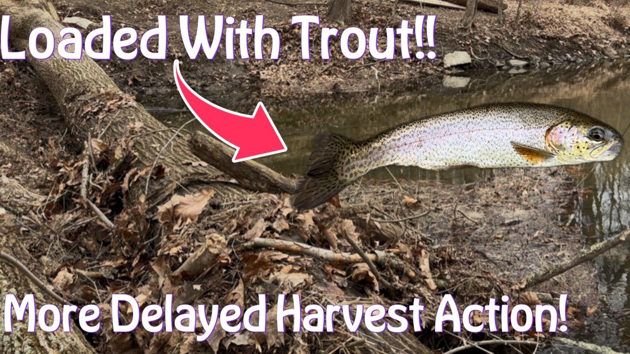 Stocked Trout Fishing Delayed Harvest Creek!! - It's All About The Angles... (March 2025)