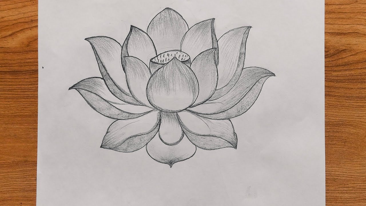 How to draw a lotus drawing step by step drawing tutorial | flower drawing tutorial 