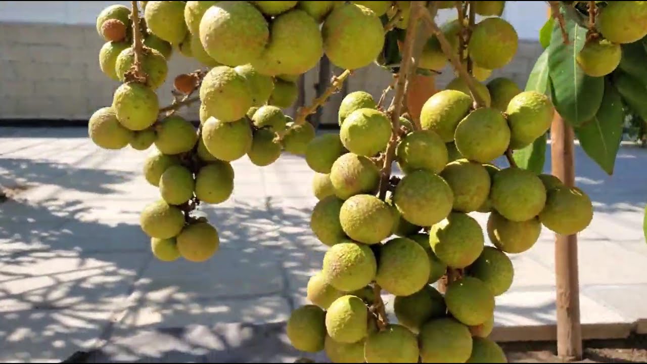 Longan: My Longan Tree in Santa Ana,  So Cal