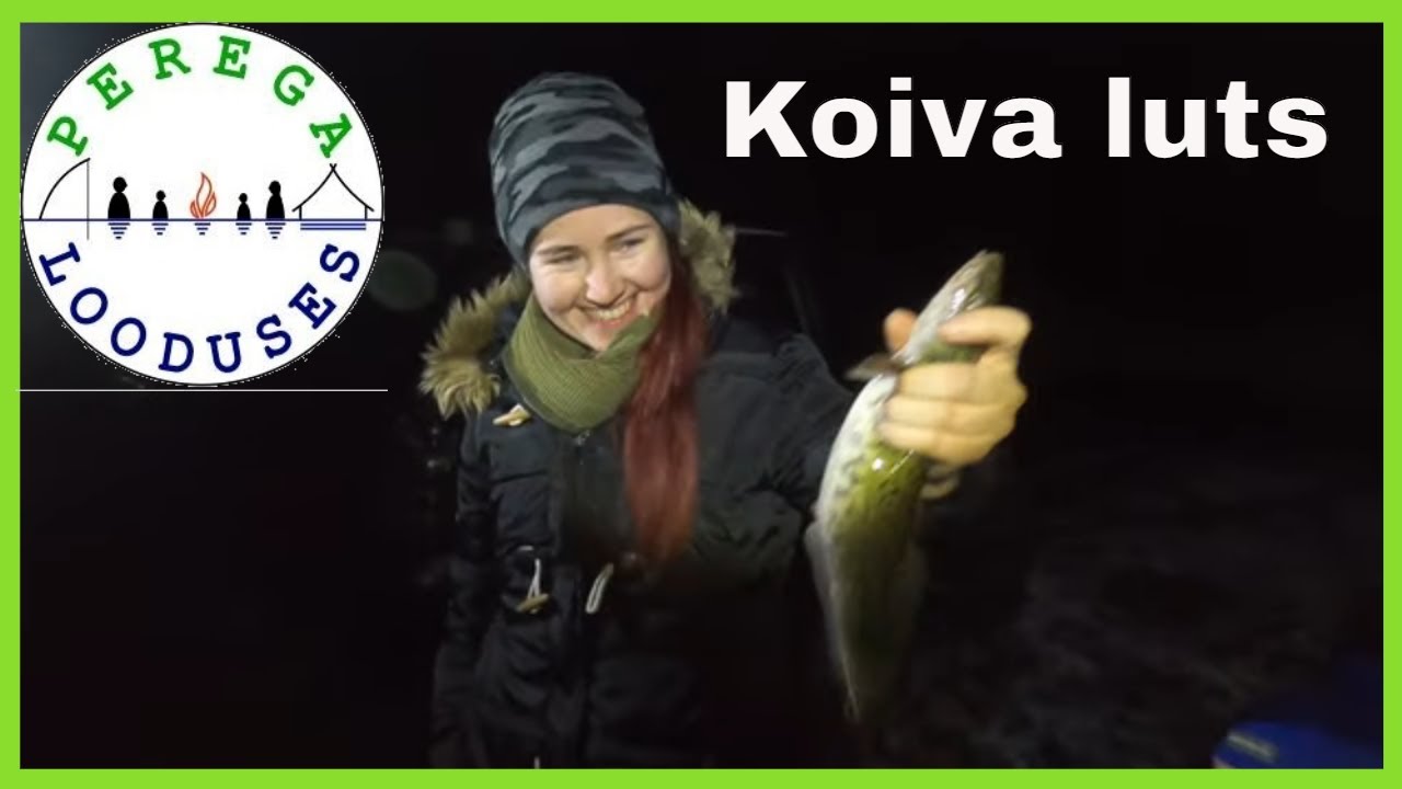 Koiva esimene luts