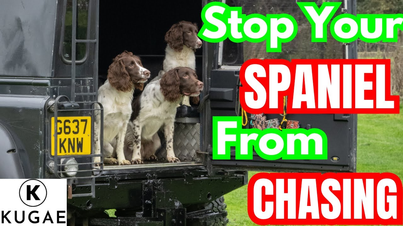 How To Stop Your Spaniels From Chasing