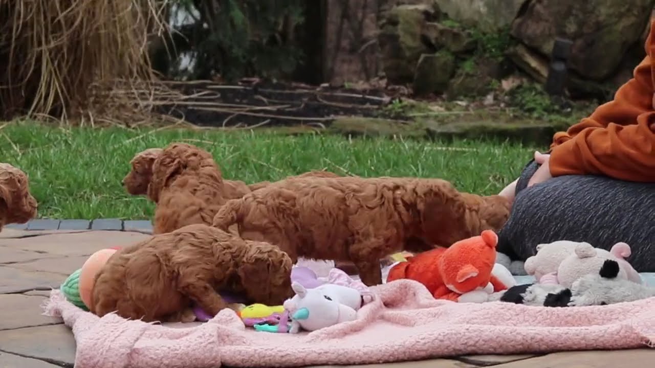 Fifi's Goldendoodles