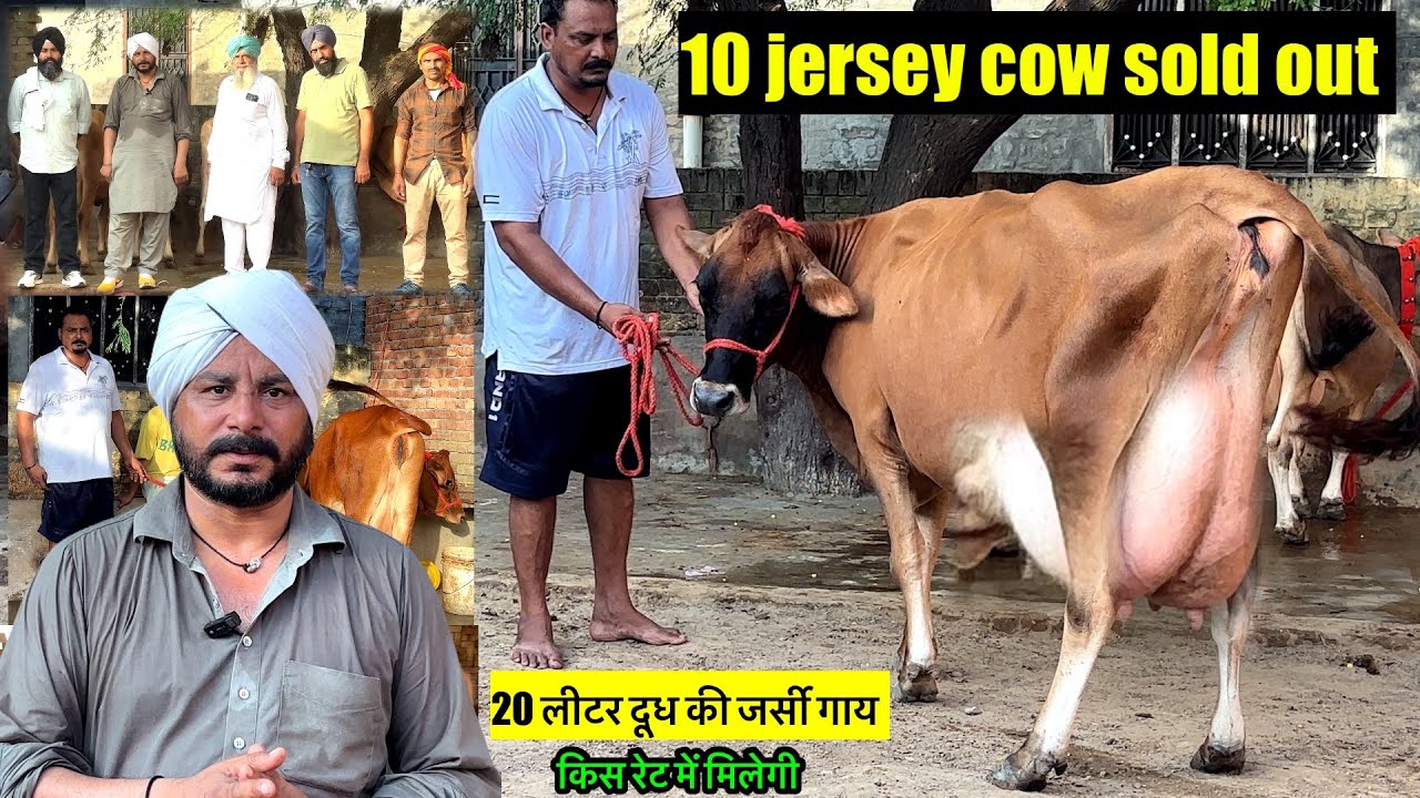 10 jersey cow sold out milk capacity 20 kg,// जर्सी गाय किस रेट में मिलेगी 