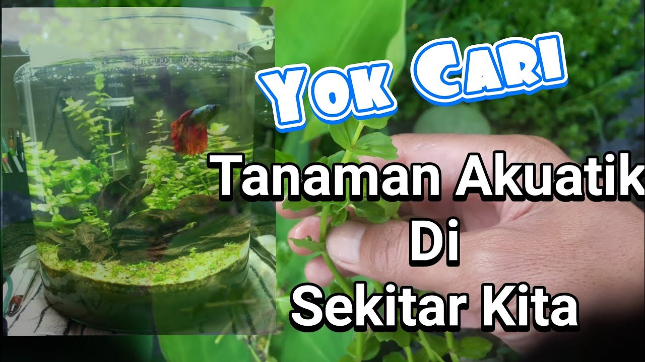 Mencari Tanaman Akuatik / Tanaman Aquascape Di Sekitar Kita