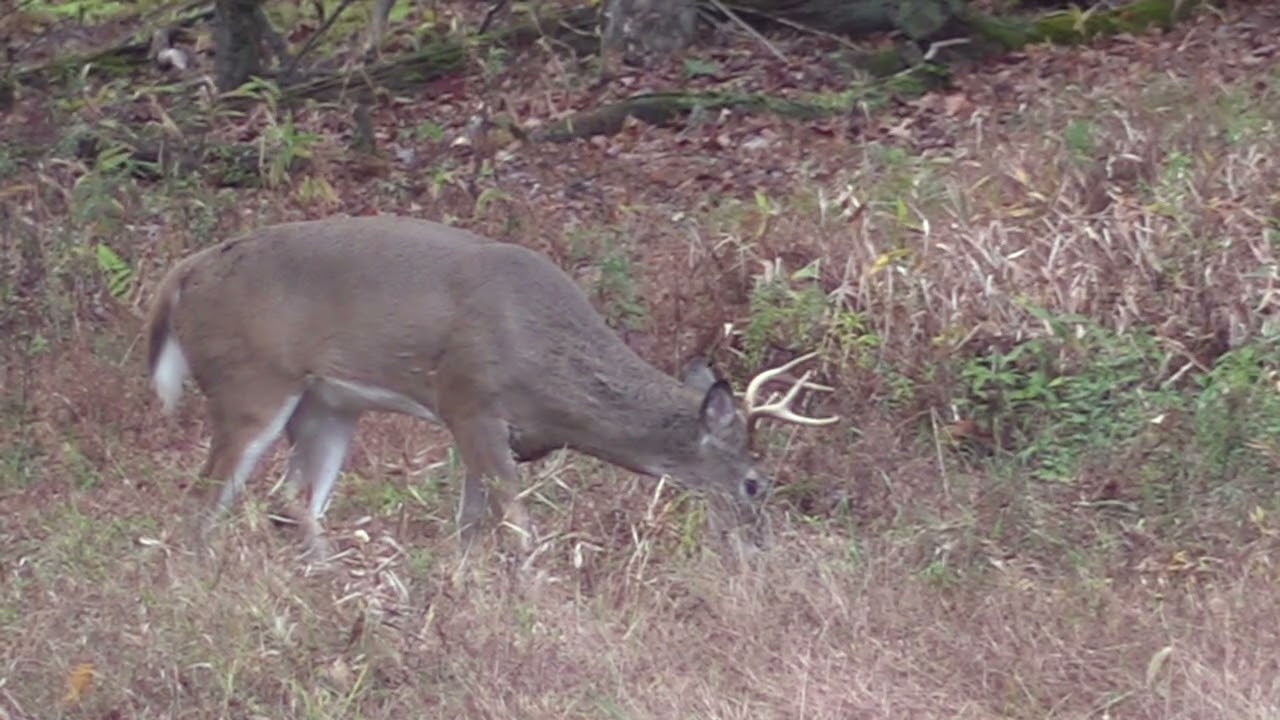 PA Rut Starting To Heat Up!!!!!!!