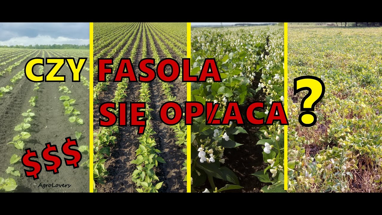 CZY FASOLA SIĘ OPŁACA? - JAK UPRAWIAĆ | AgroLovers