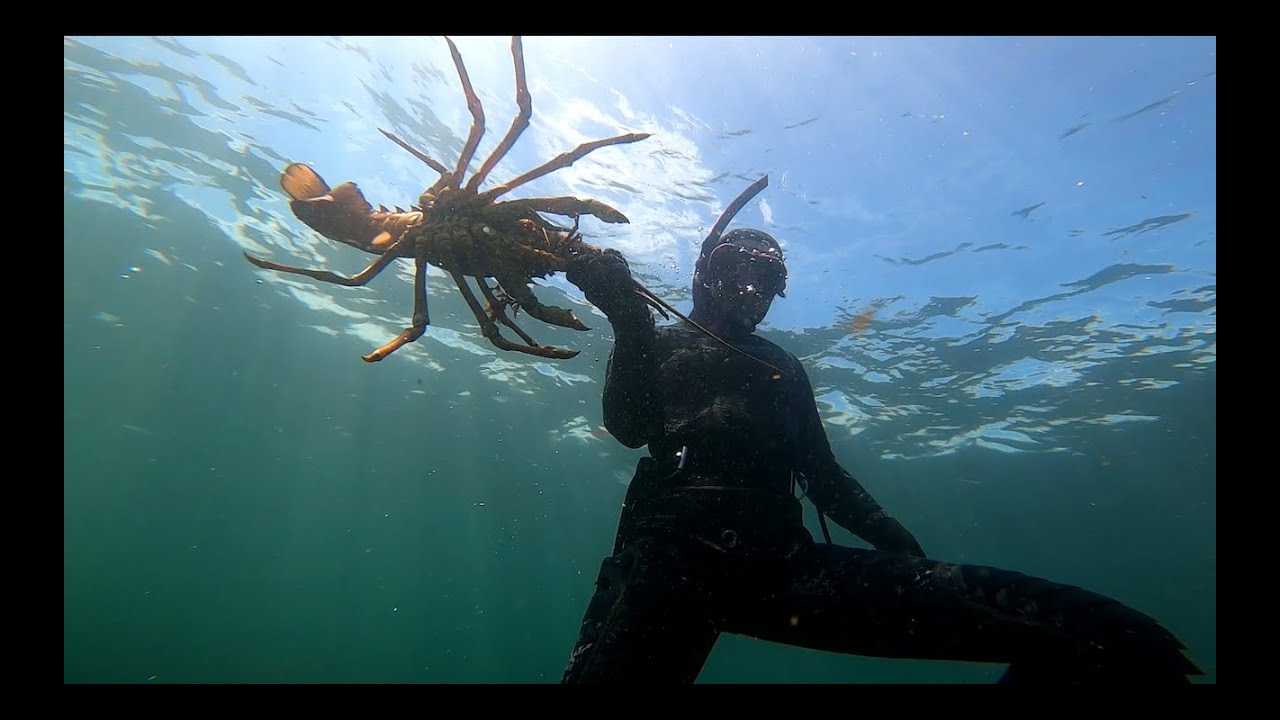I GOT ATTACKED BY THIS GIANT CRAYFISH!! (Freediving The Chatham Islands of New zealand 2023)