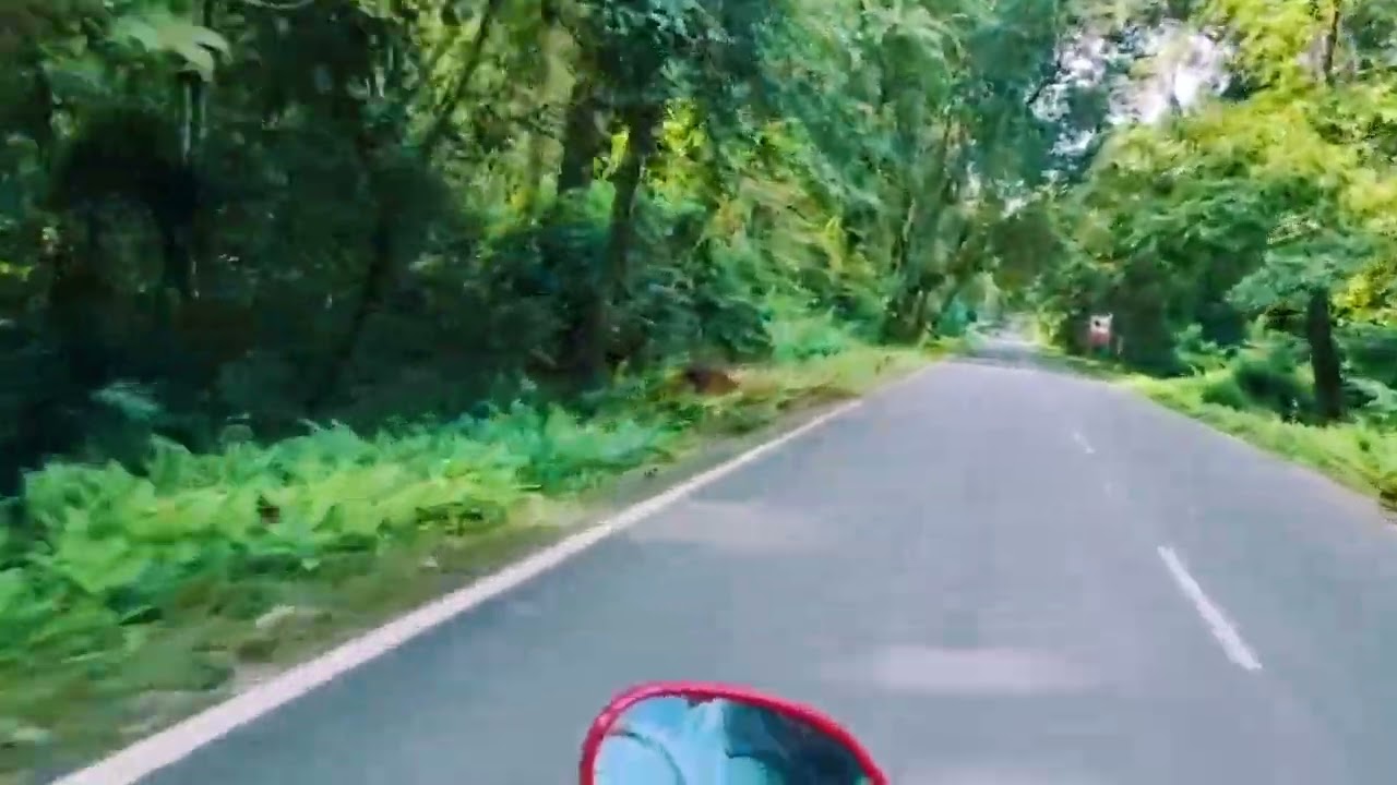 Gorumara forest, Lataguri, Jalpaiguri 🌳🌳