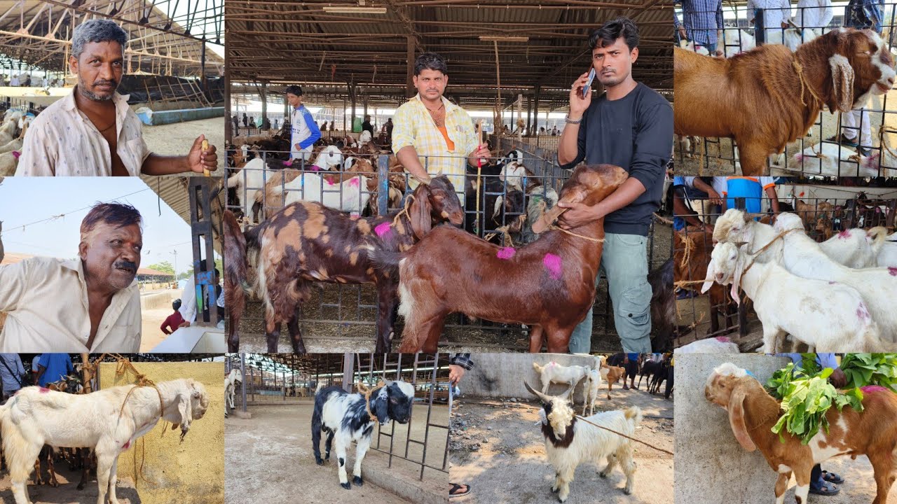 Deonar Bakra Mandi 2024 Latest Update|| Eid Ke Mandi Kab Hogge Tuesday Bakra Mandi Govandi Mumbai ||