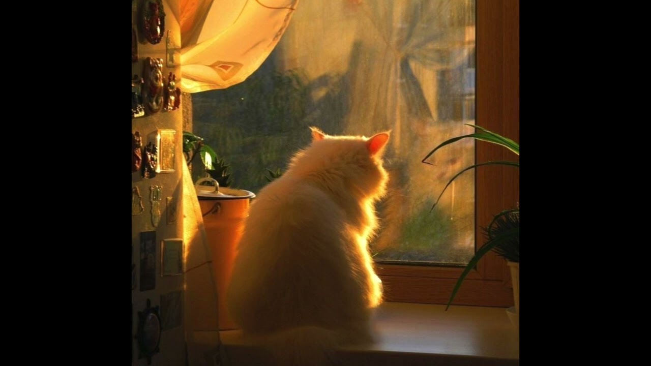 (FREE FOR PROFIT) Indie Folk x Acoustic Guitar Type Beat “Home”