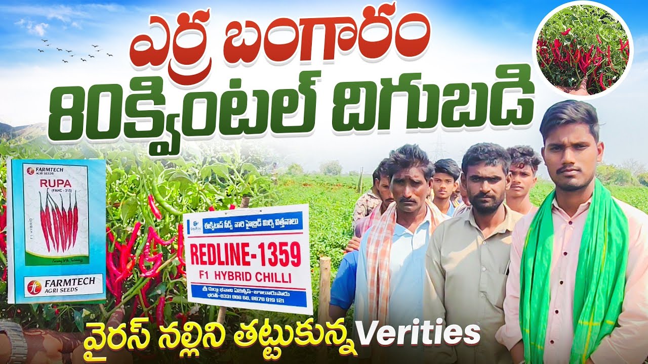 ||తక్కువ పెట్టుబడి అధిక లాభం|| తేజ రకాలు Mirchi hybrid Seed|| #రెడ్‌లైన్ #రూప