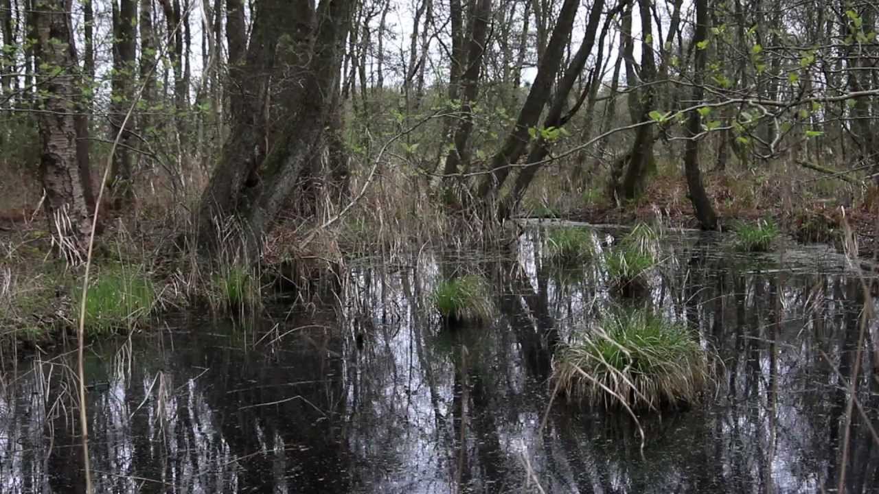 Het Drentse Landschap -  Hunze - Drenthe