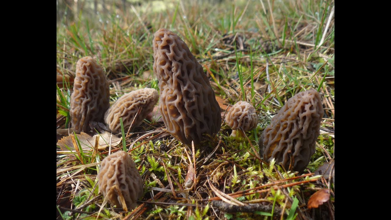 Colmenillas de alta montaña