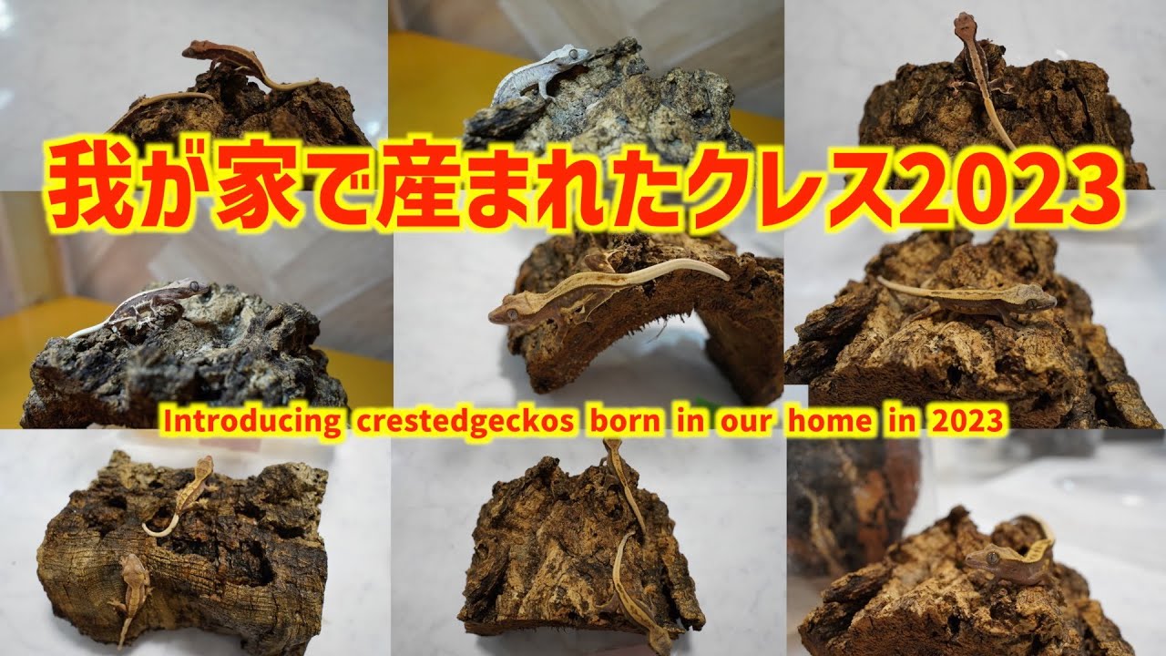 クレステッドゲッコーゆきおCB2023をご紹介！【Introducing crestedgeckos born in our home in 2023】
